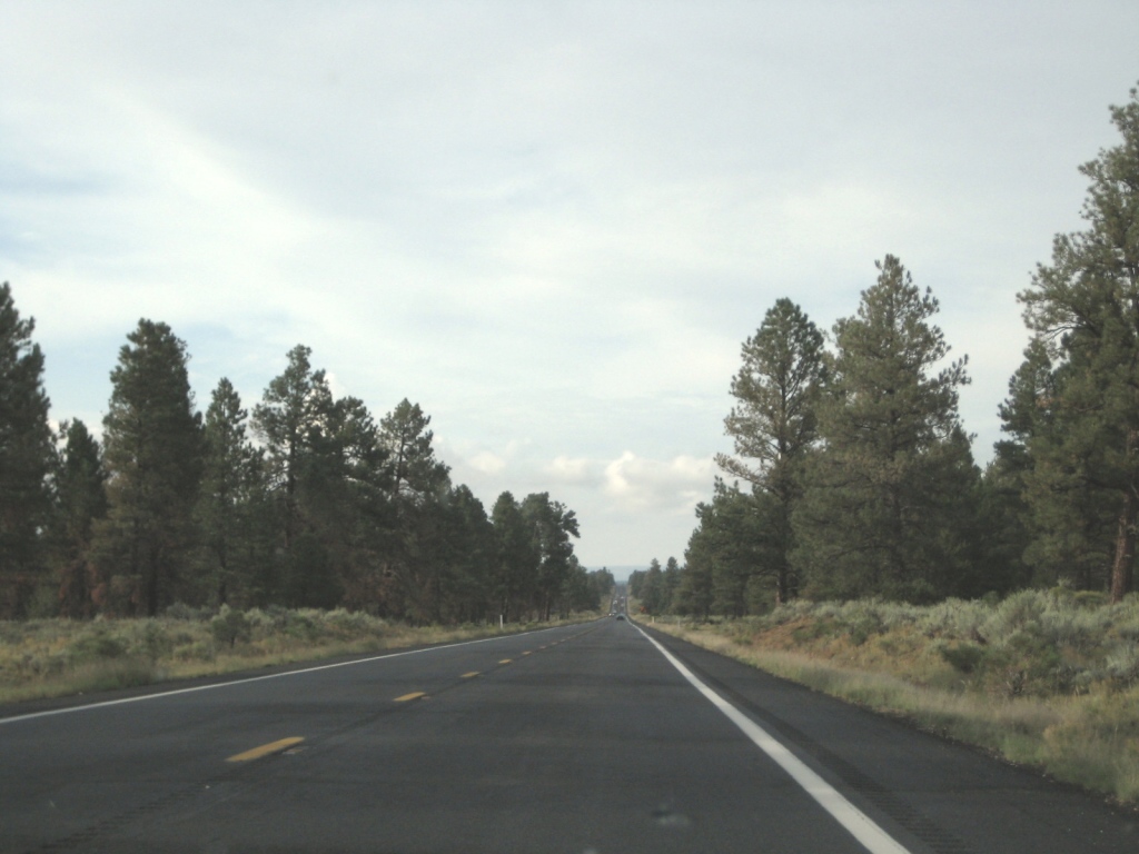 long-highway-trees